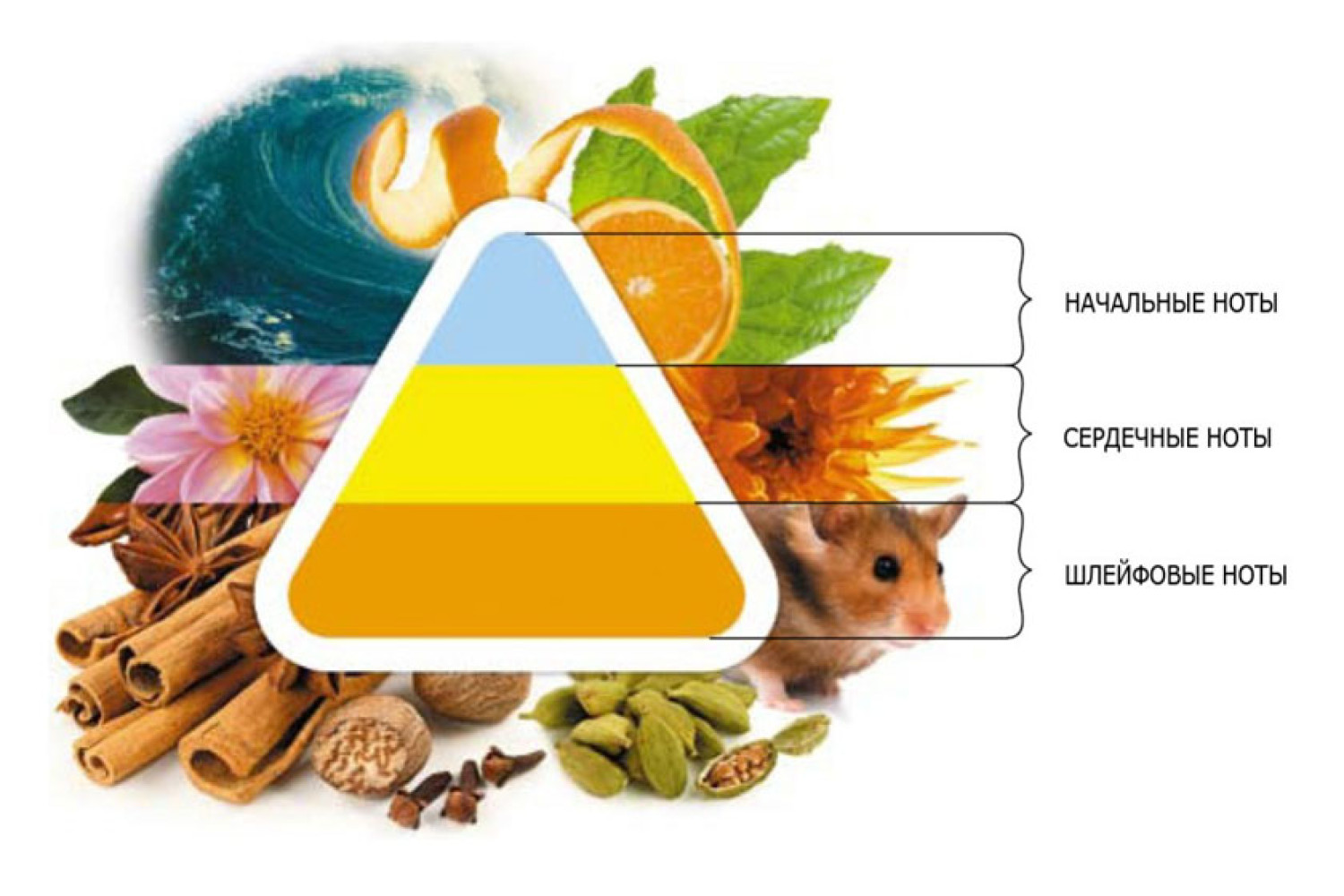 Расшифровка популярных нот парфюмерии
